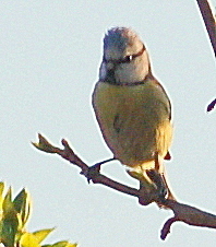 Cyanistes caeruleus
