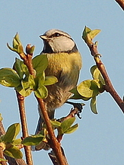 Cyanistes caeruleus