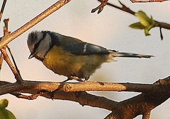 Cyanistes caeruleus
