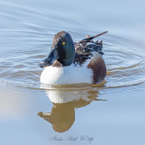 Northern Shoveler