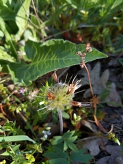 Hydrophyllum capitatum thompsonii