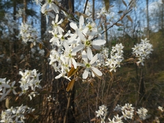 Amelanchier × lamarckii