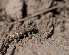 Cicindela soluta