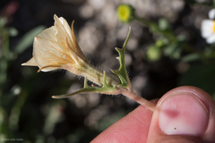 Mentzelia hirsutissima