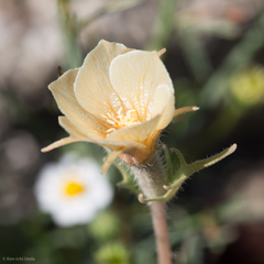 Mentzelia hirsutissima
