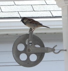 Passer domesticus