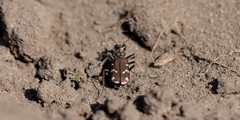 Cicindela soluta