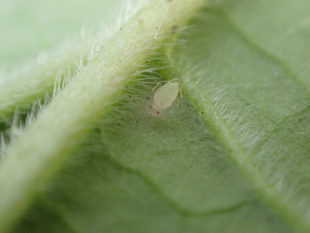 Alkanet Aphid