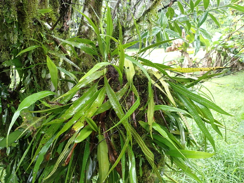 Microgramma percussa observed 2026-05-11