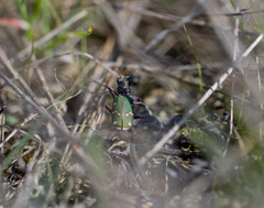 Cicindela soluta