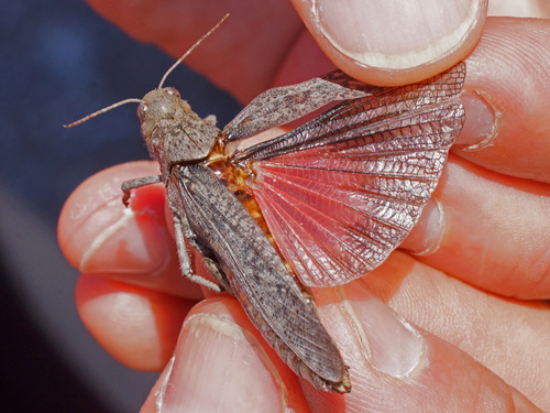 Speckled Buzzing Grasshopper