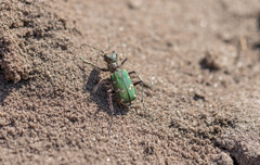 Cicindela soluta