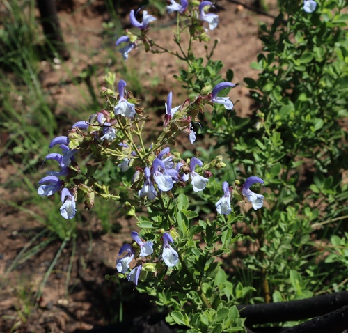 Salvia chamelaeagnea, photograph 6