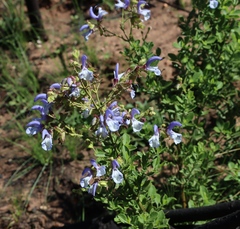 Salvia chamelaeagnea, photograph (c) Tony Rebelo, some rights reserved (CC BY-SA)