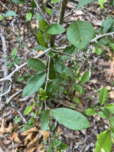 Sideroxylon lycioides, photograph 2