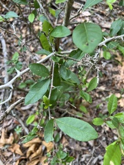 Sideroxylon lycioides, photograph (c) Alex Stach, some rights reserved (CC BY)