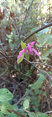 Salvia iodantha, photograph author not stated, no rights reserved