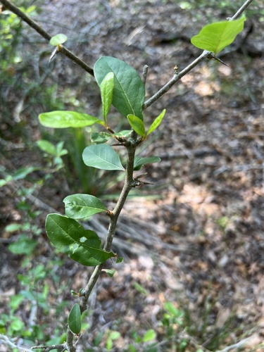 Sideroxylon lycioides, photograph 3