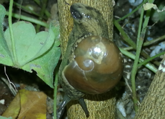 Megaustenia imperator