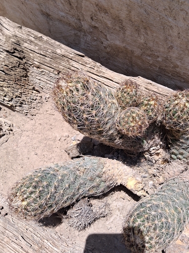 Coryphantha neglecta