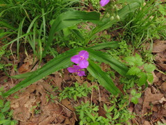 Tradescantia ernestiana