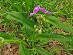 Tradescantia ernestiana