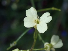 Bunias erucago