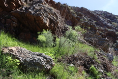 Asparagus lignosus, photograph (c) Tony Rebelo, some rights reserved (CC BY-SA)