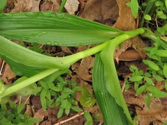 Tradescantia ernestiana