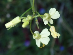 Bunias erucago