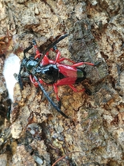 Lissonotus corallinus