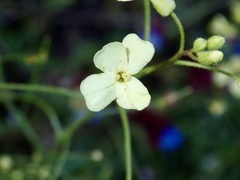 Bunias erucago