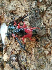 Lissonotus corallinus