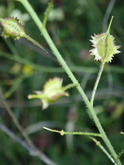 Bunias erucago
