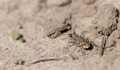 Cicindela soluta