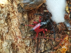 Lissonotus corallinus