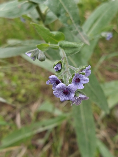 blue hound's-tongue
