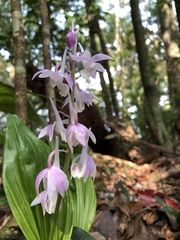 Calanthe aristulifera