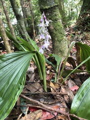 Calanthe aristulifera