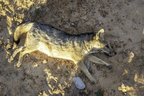 Crab-eating Fox