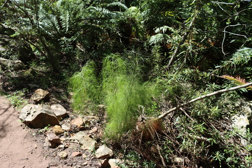 Elegia capensis, photograph 2