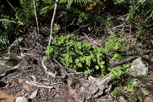 Plectranthus fruticosus, photograph 4