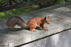 Sciurus vulgaris