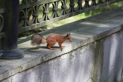 Sciurus vulgaris