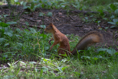 Sciurus vulgaris