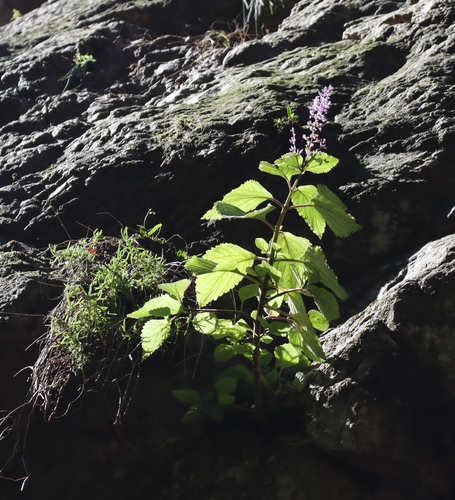 Plectranthus fruticosus, photograph 2