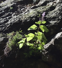 Plectranthus fruticosus, photograph (c) Tony Rebelo, some rights reserved (CC BY-SA)