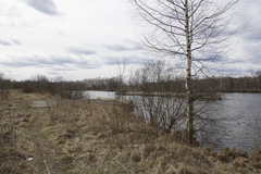 Betula pubescens
