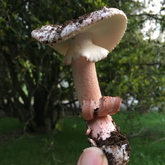 Amanita novinupta