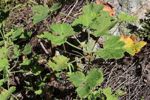 Pelargonium vitifolium, photograph 3